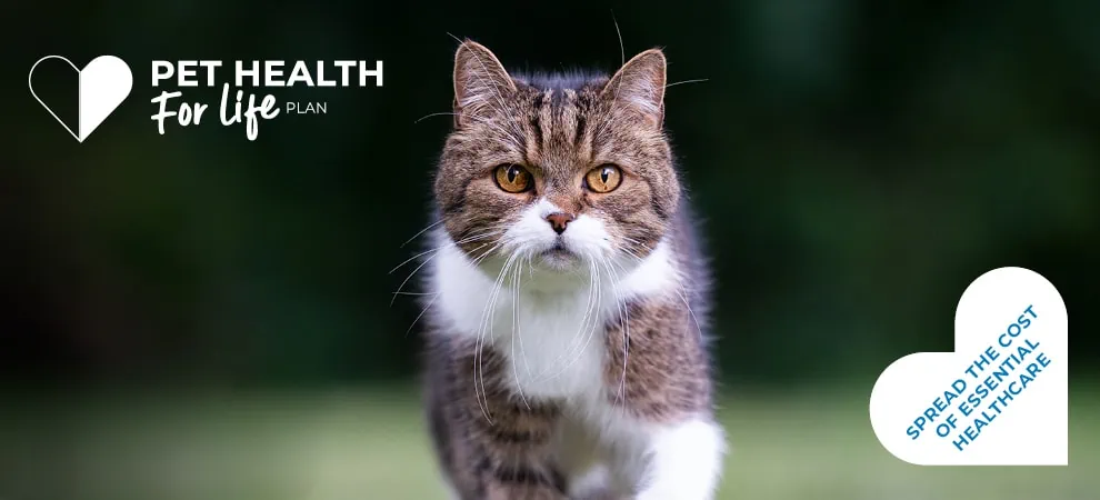 Cat Health for Life Plan in Howden